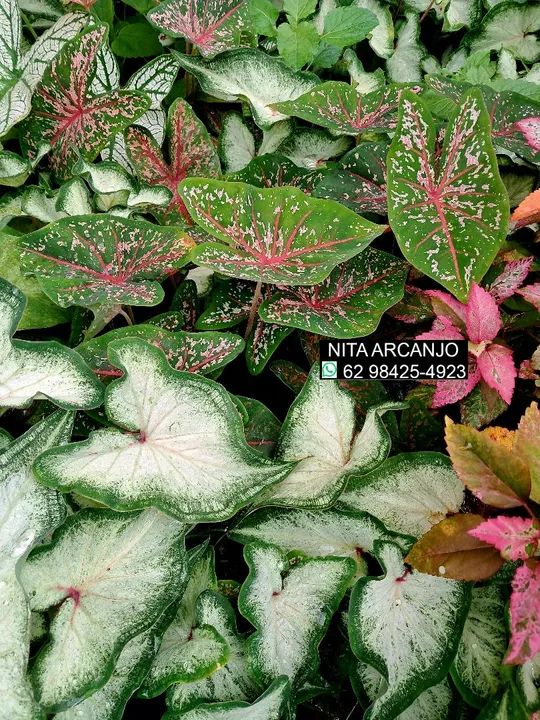 Planta pata de elefante hibisco caladiuns... - Foto 2