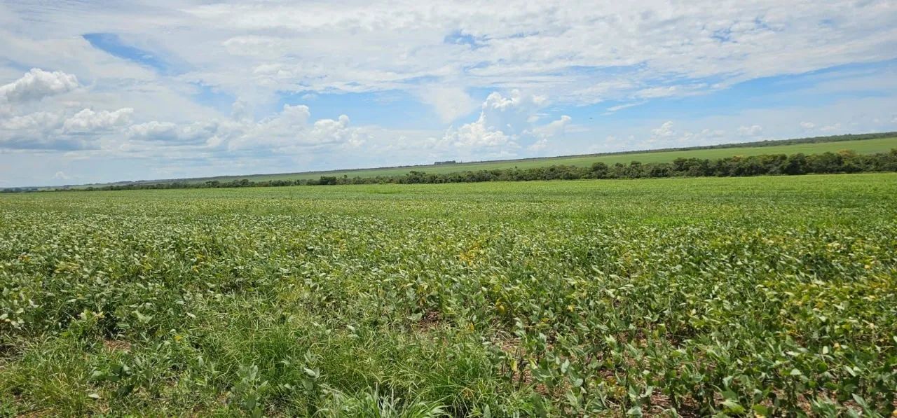 Fazenda Para arendamento ou venda no Muni. de Nova Ubiratã - MT - Foto 3