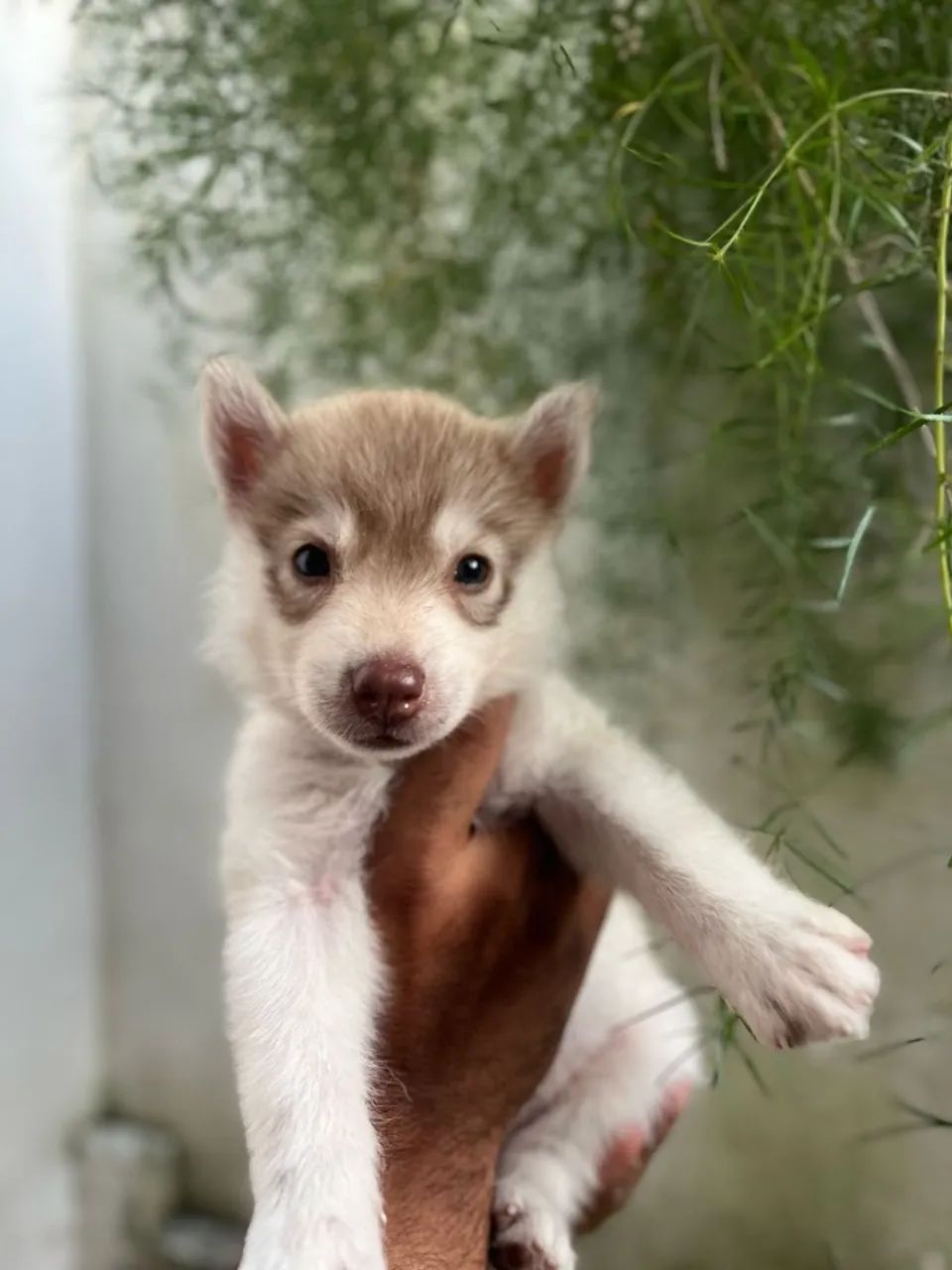 Lindos filhotes de Husky siberiano  - Foto 2