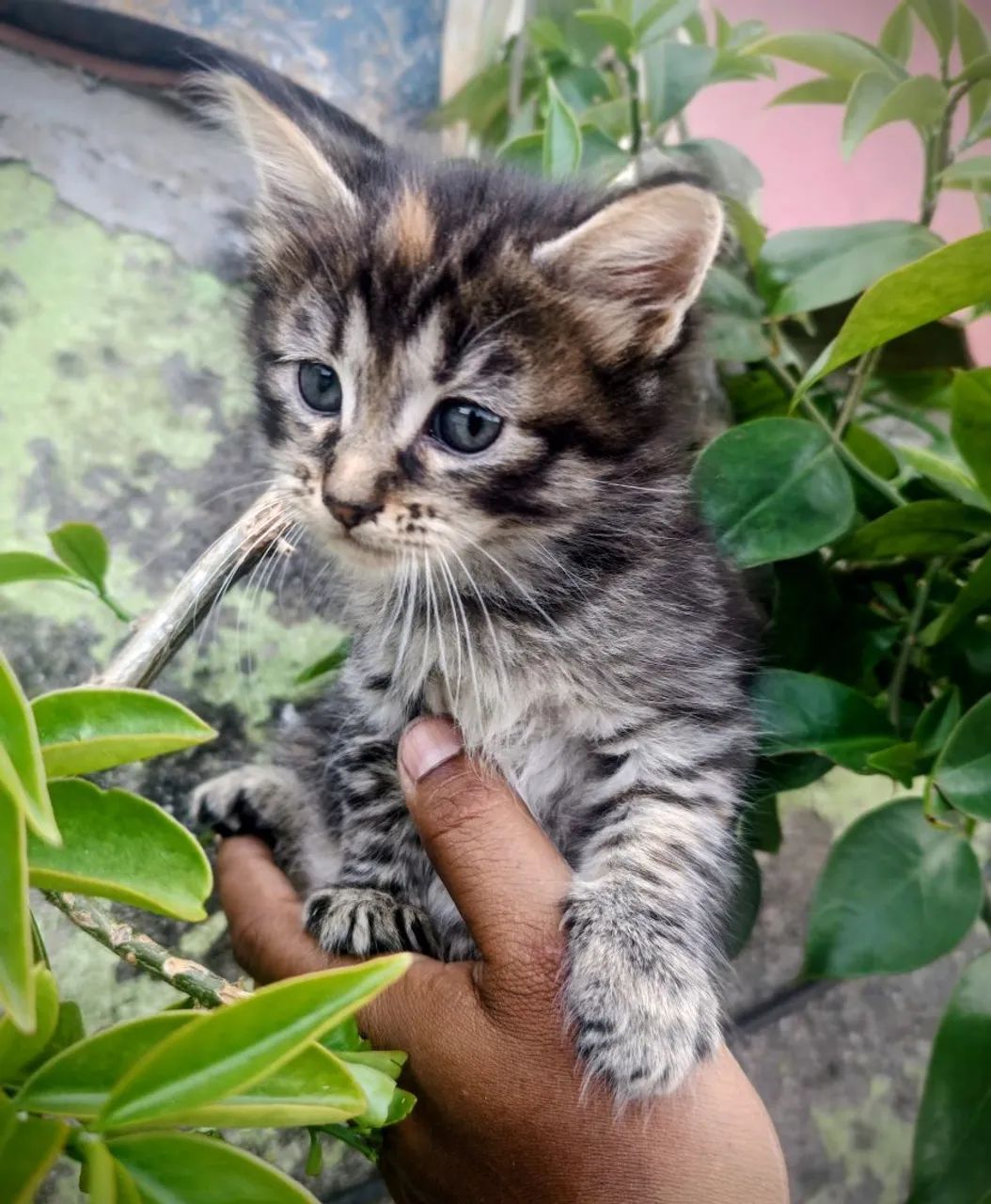 Lindos filhotes de Maine Coon  - Foto 5