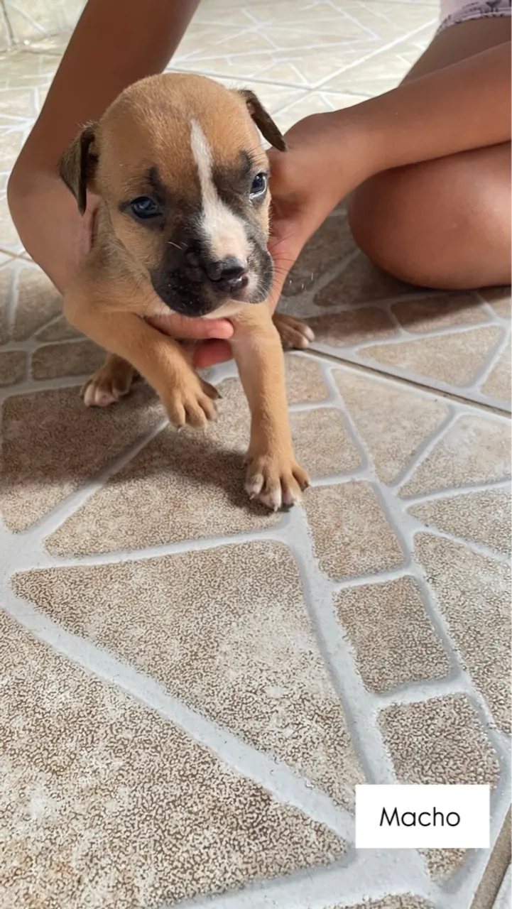 Filhote Macho de Pitbull