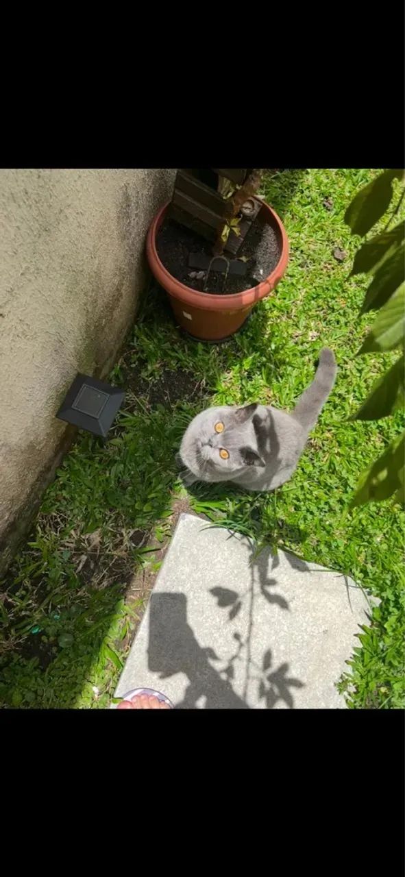Vende-se dois gatinhos British Shorthair com pedigree INTERNACIONAL - Foto 4