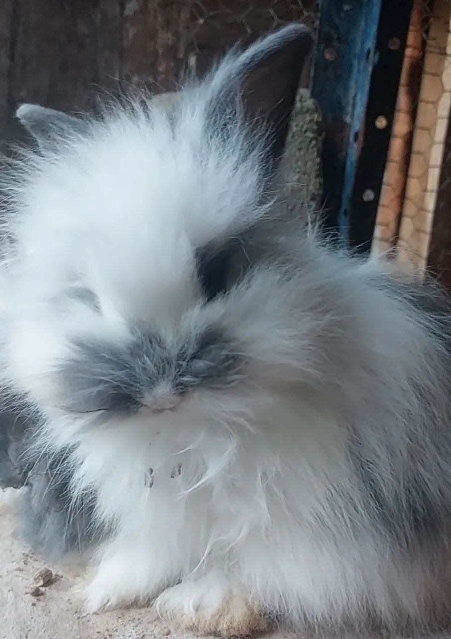 Coelho Mini Lion Head Super Peludo Cinza e Branco Sensacional