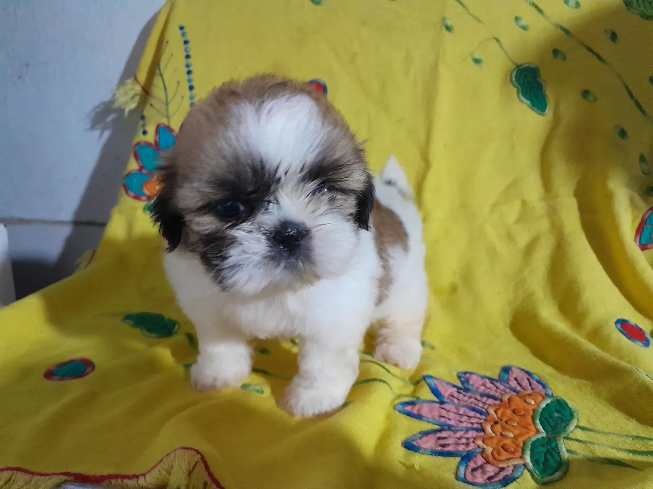 Filhote de Shih Tzu: Fofura em 4 Patas!