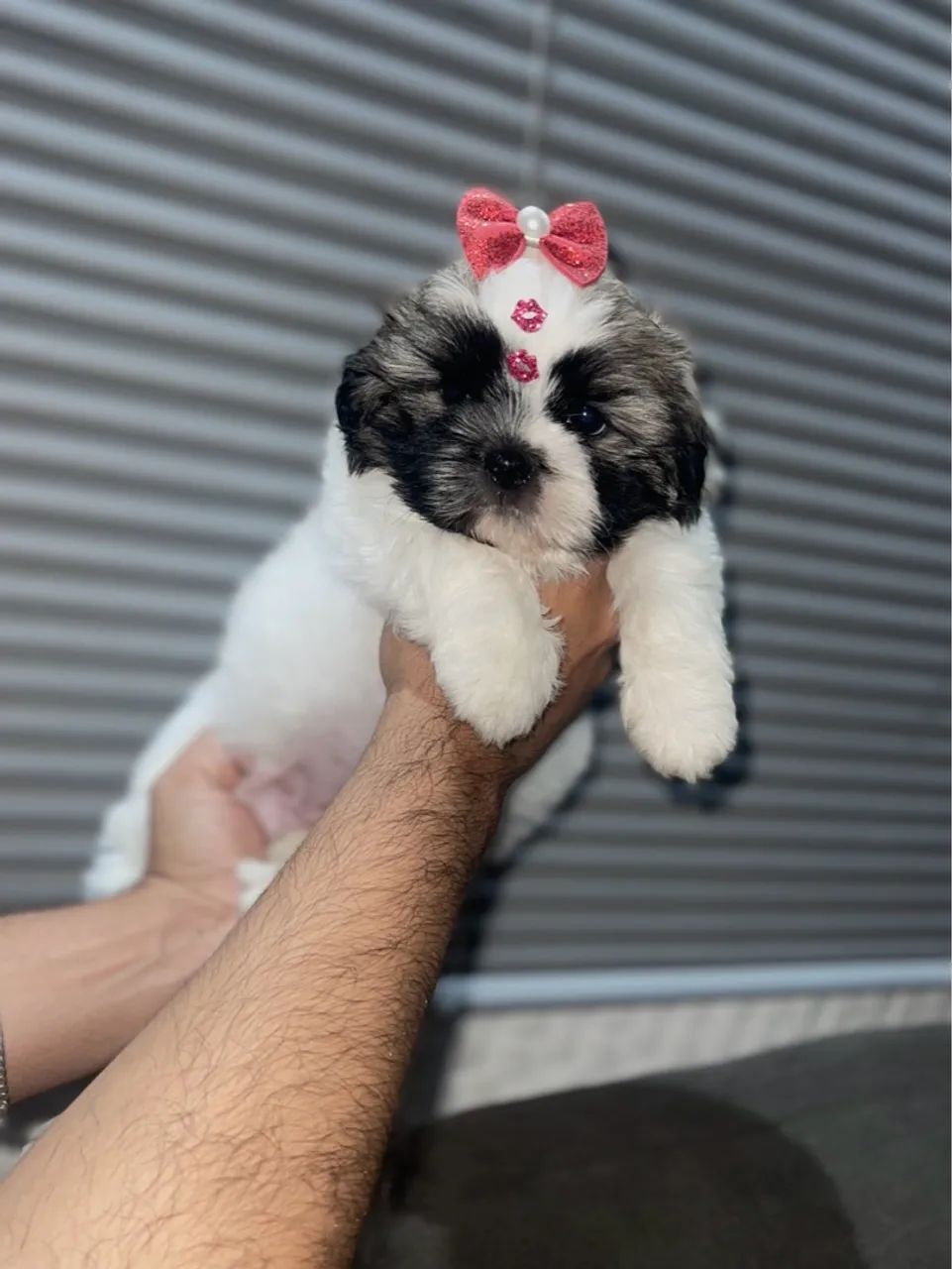  Filhote de Shih Tzu Puro - Foto 2