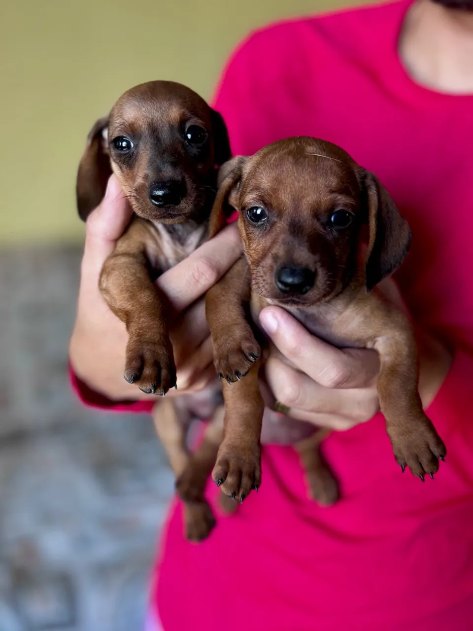 Dois filhotes de Dachshund para venda 