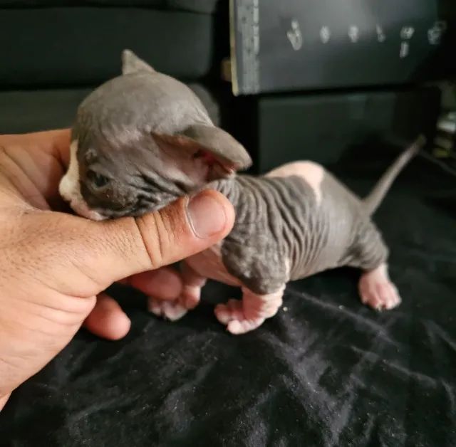 sphynx bambino - Foto 2