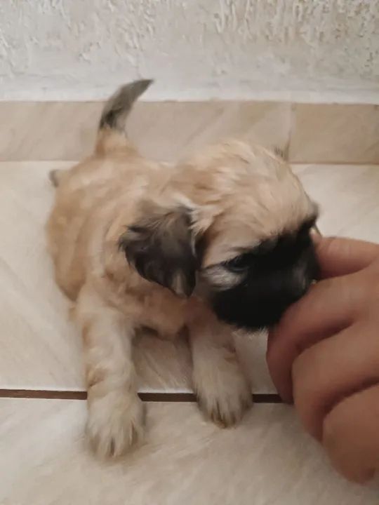 Filhote lhasa(mini)