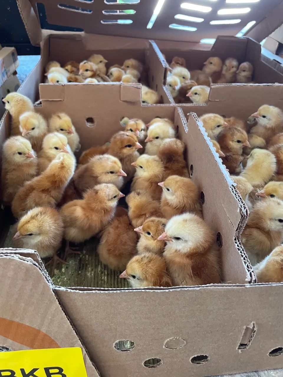 Pintinhos de corte  - Foto 5