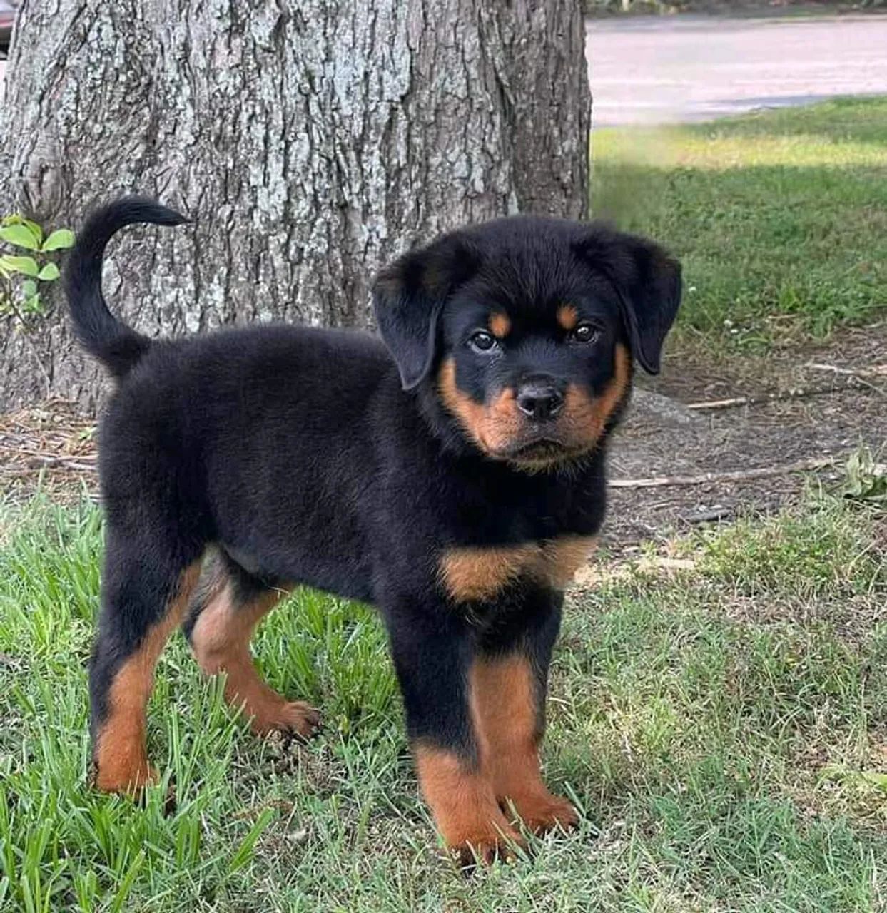 Filhote de Rottweiler 600 - Foto 3