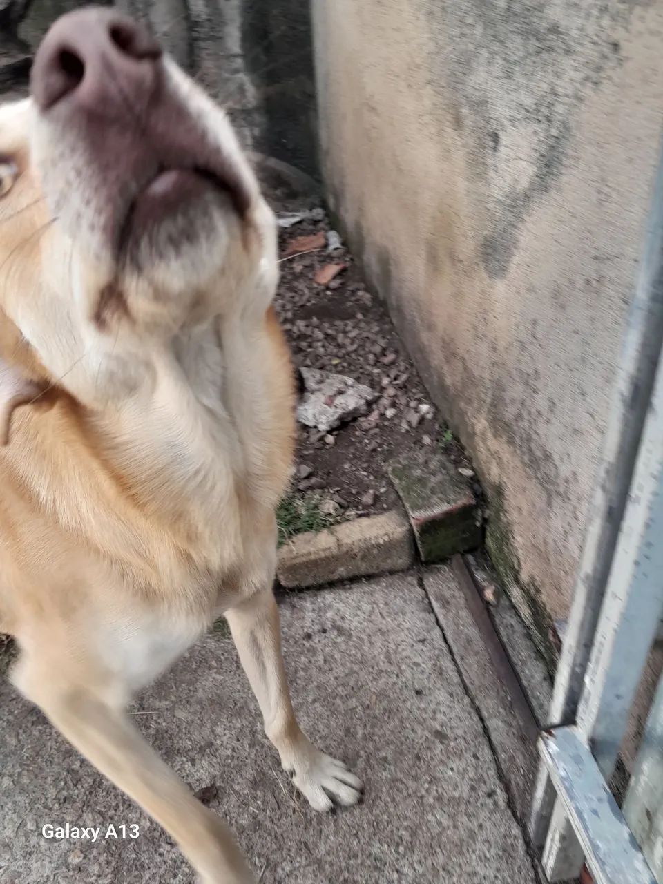 cão para adoção! - Foto 2
