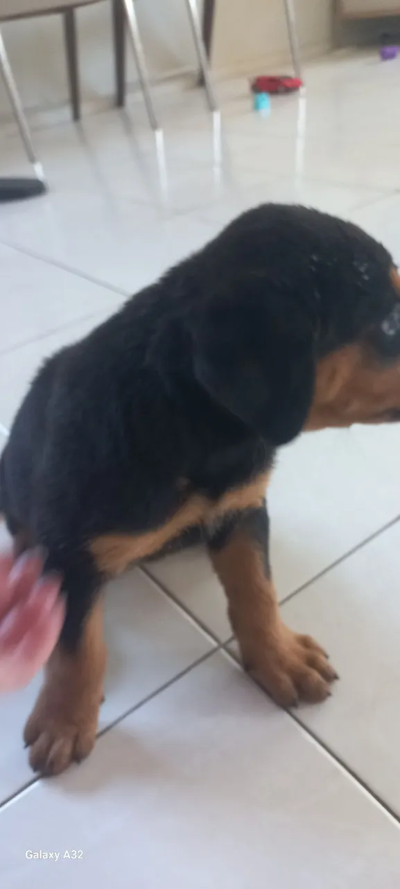 Rottweiler vendo