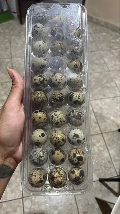 Ovos de codorna frescos - pente com 30 