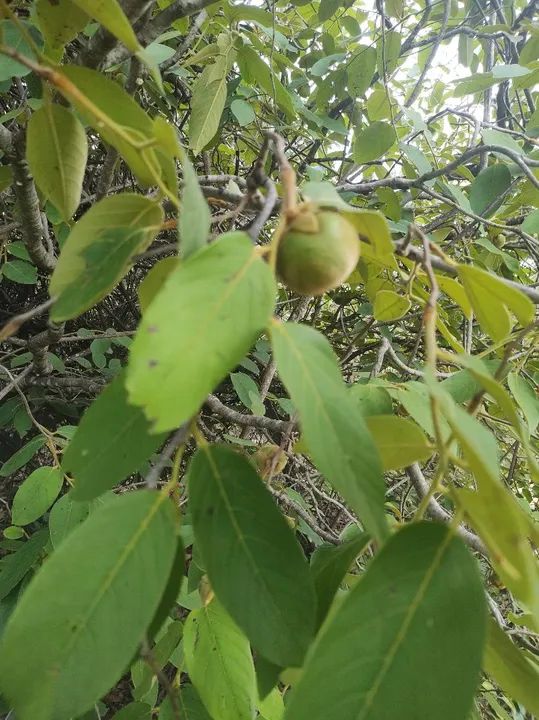 Sítio com rio e natureza exuberante - Foto 4