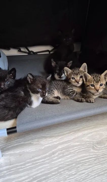 Gatinhos fofos para adoção - Foto 2