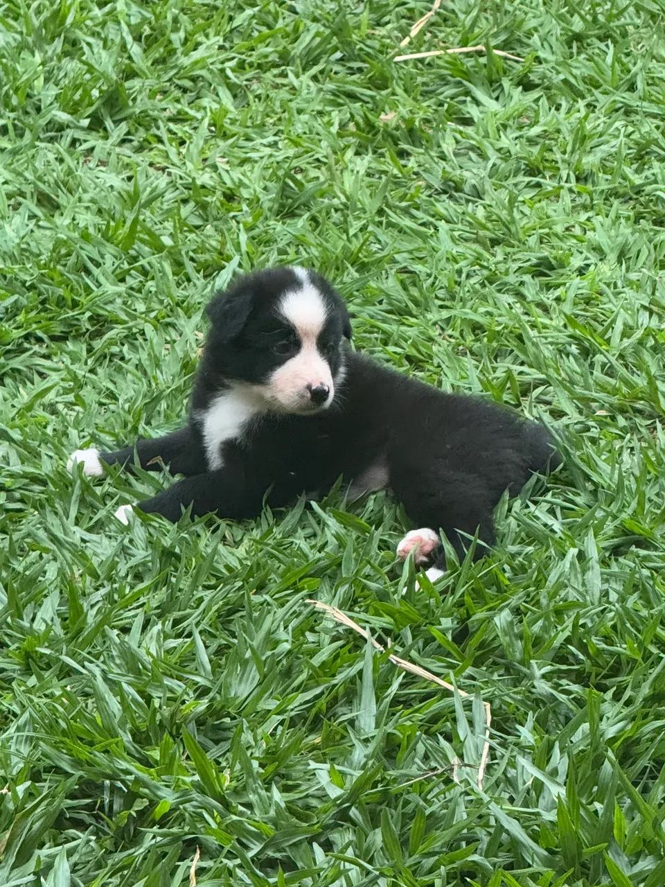 Filhote Border Collie fêmea e macho  - Foto 3