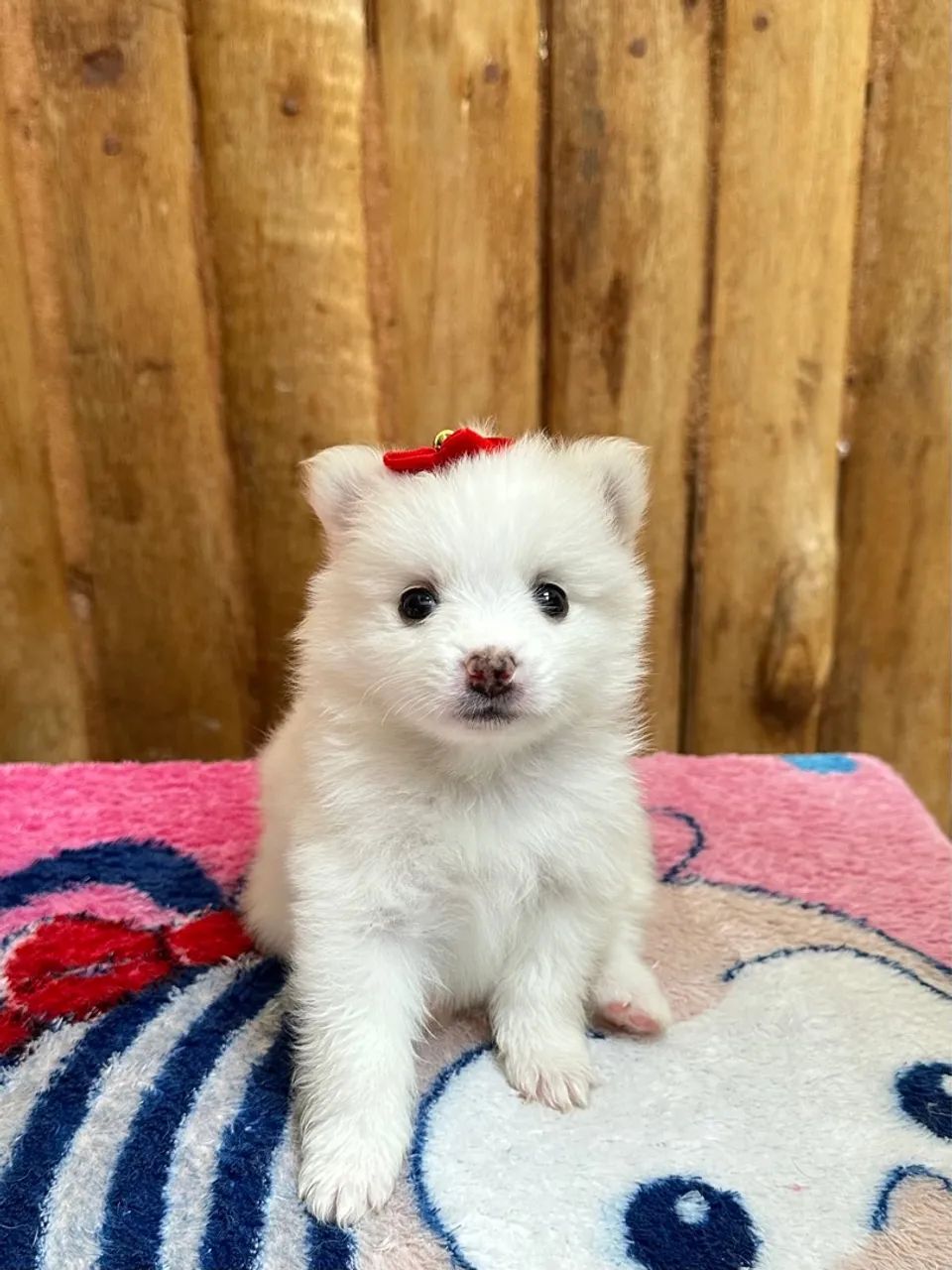 Filhotes de Spitz alemão anão - Foto 3