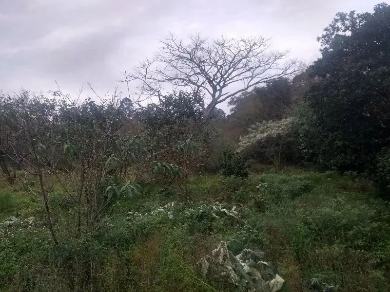 Belo terreno com 2 casas que podem servir para moradia, localizado no bairro Restinga, óti - Foto 5