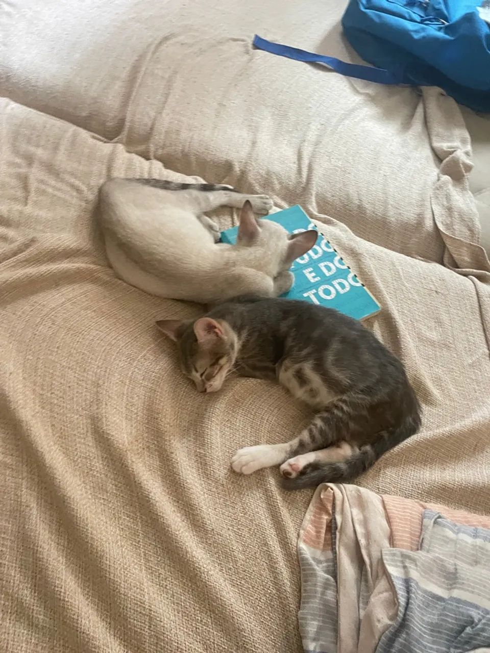 Doa se gatos 3 meses  - Foto 3