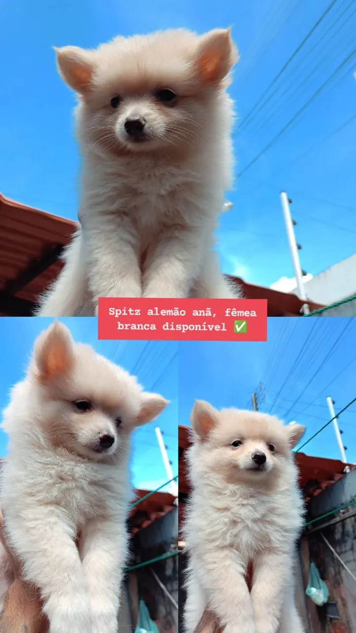 Filhote Spitz Alemão Anão Fêmea Branca Disponível