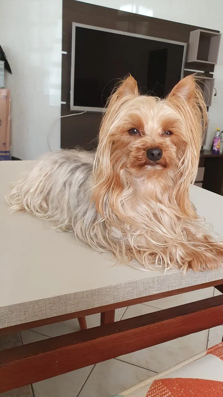 Doação casal Yorkshire Terrier