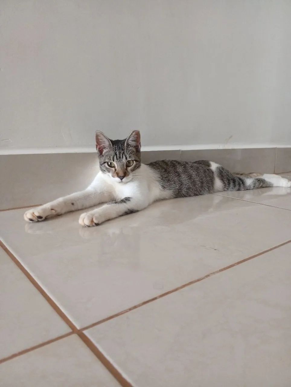 Gato filhote macho para adoção 