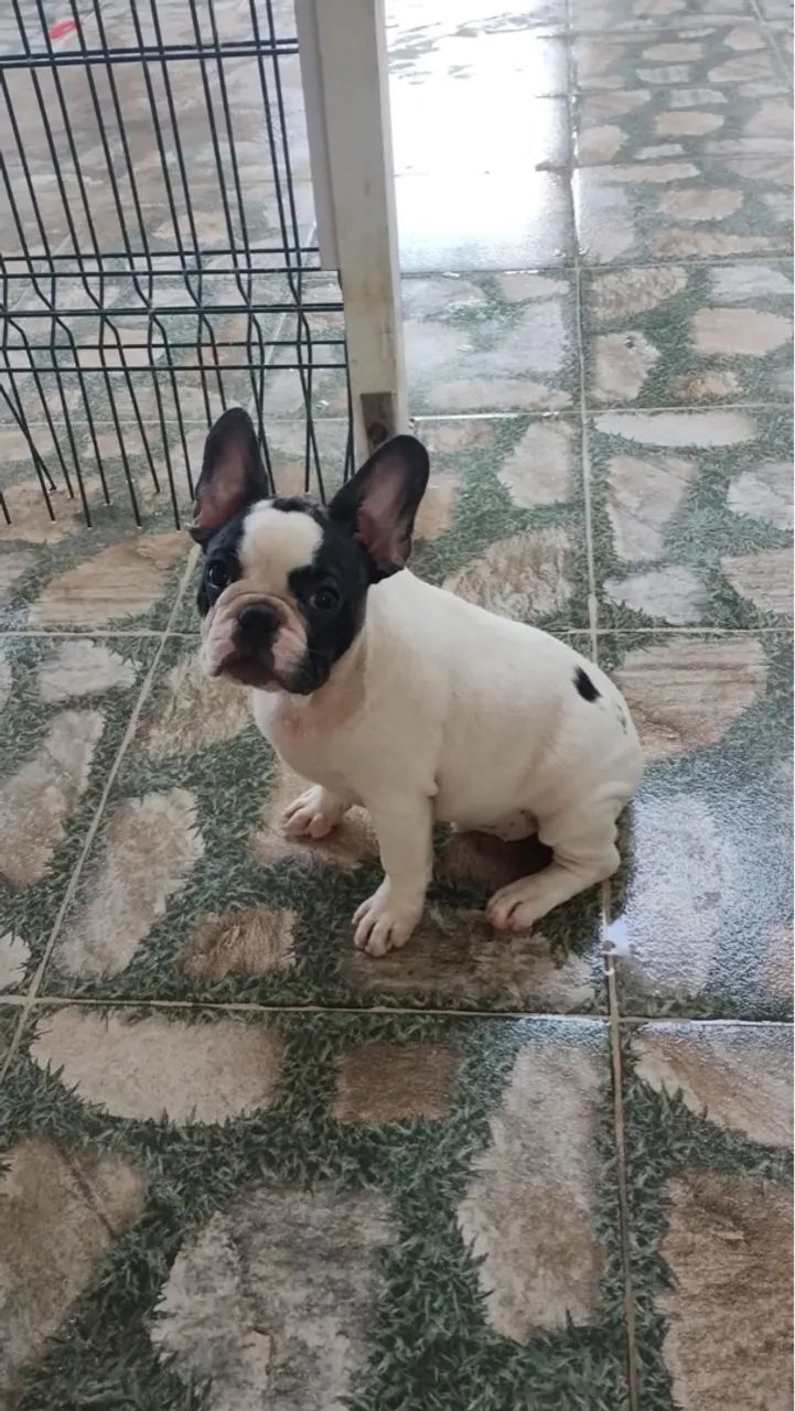 Filhote de Bulldog Francês - Foto 4
