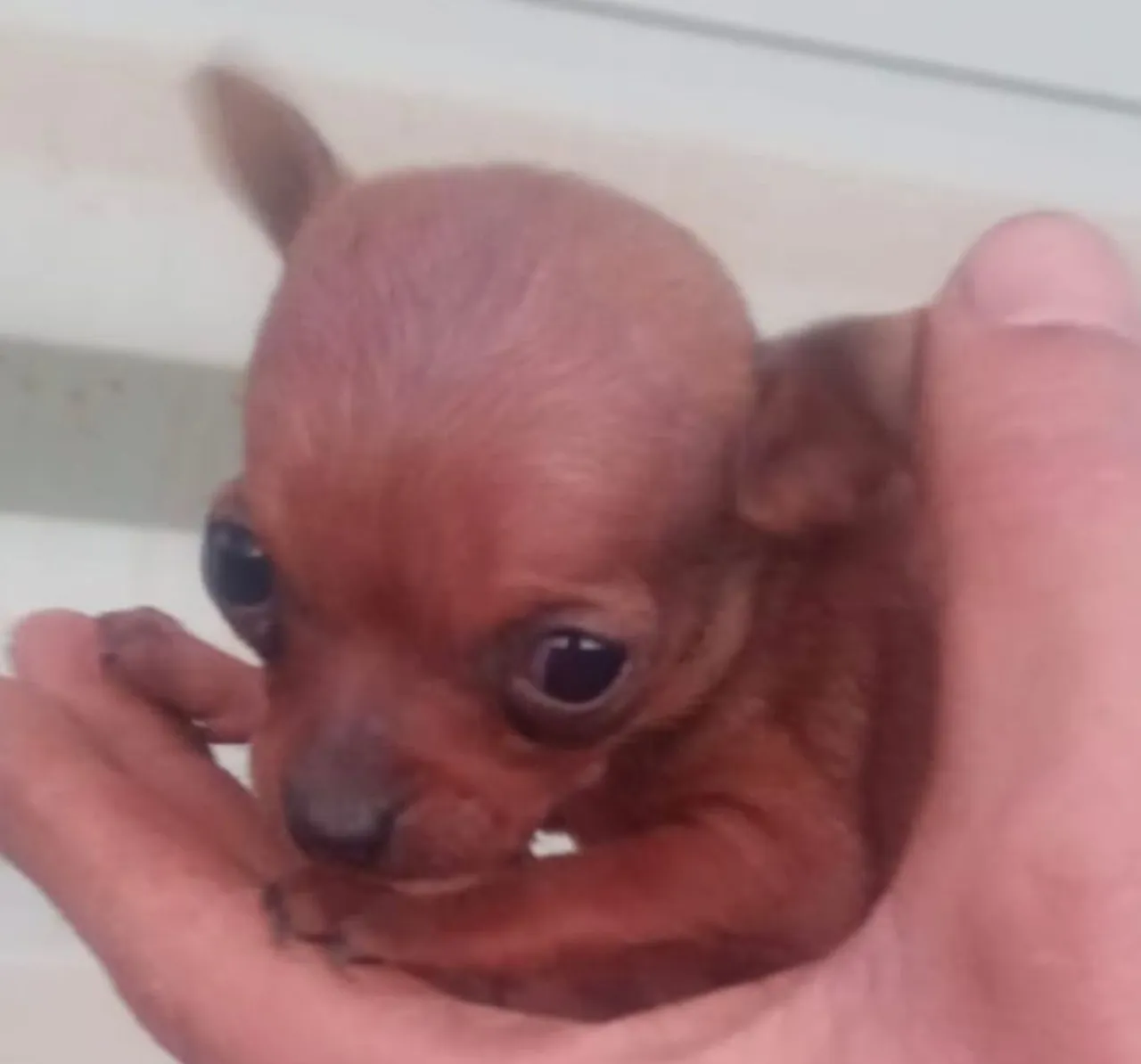 Filhote de Pinscher Miniatura