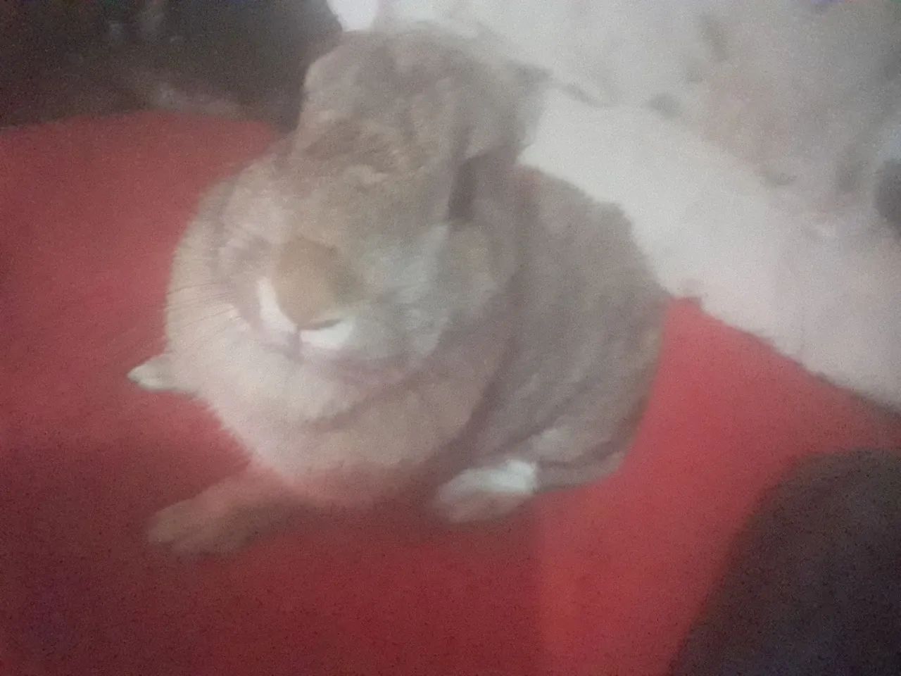 Vende coelha fêmea R$ 100 reais nela 