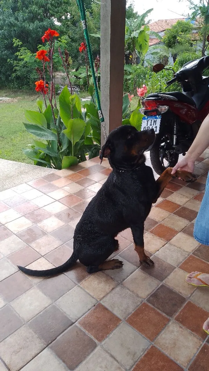 Rottweiler - Adorável e Brincalhão