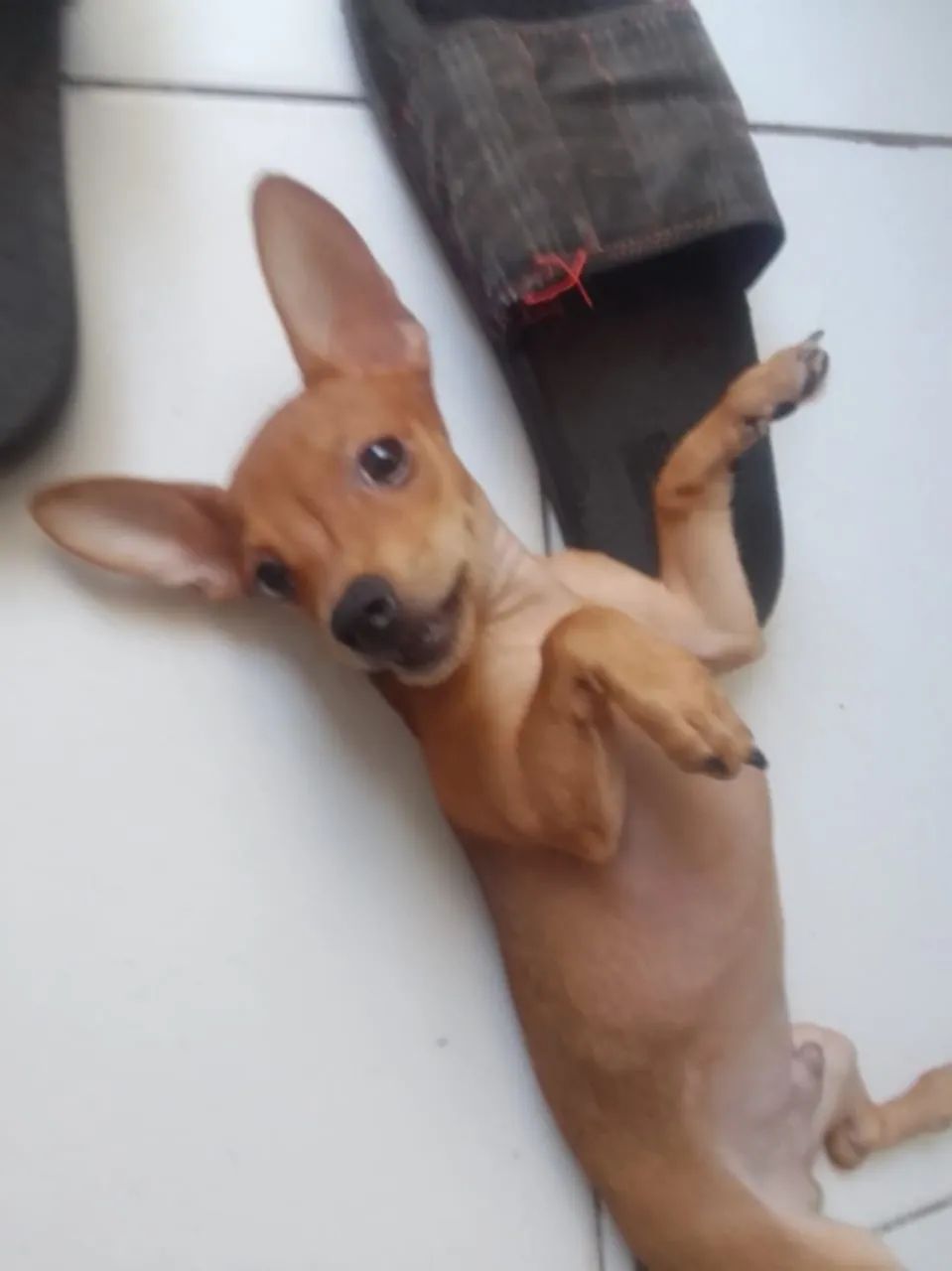 Vendo um Pincher número 1 - Foto 2