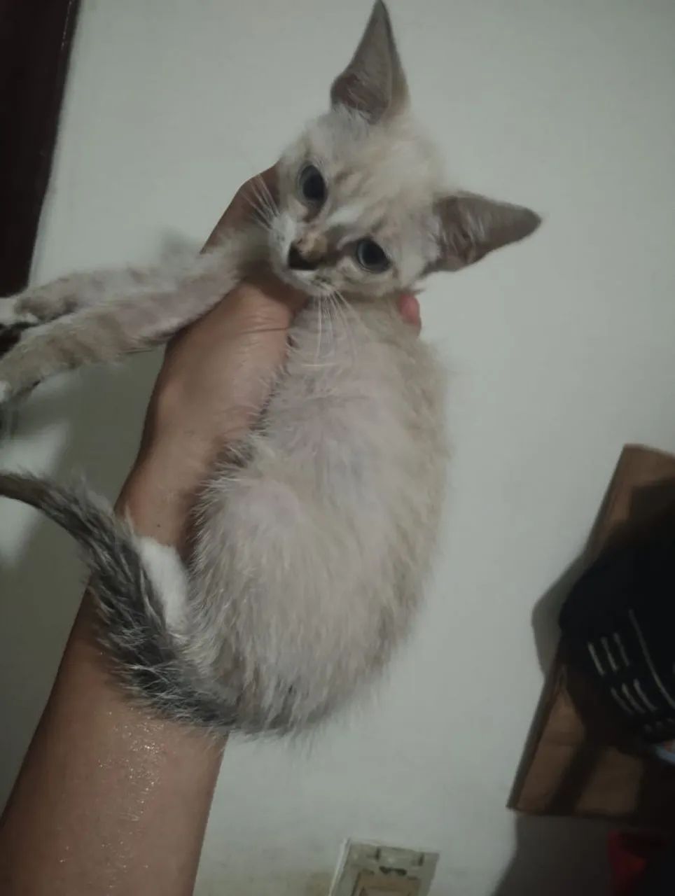 Filhote Siamesinho pra Adoção  - Foto 3