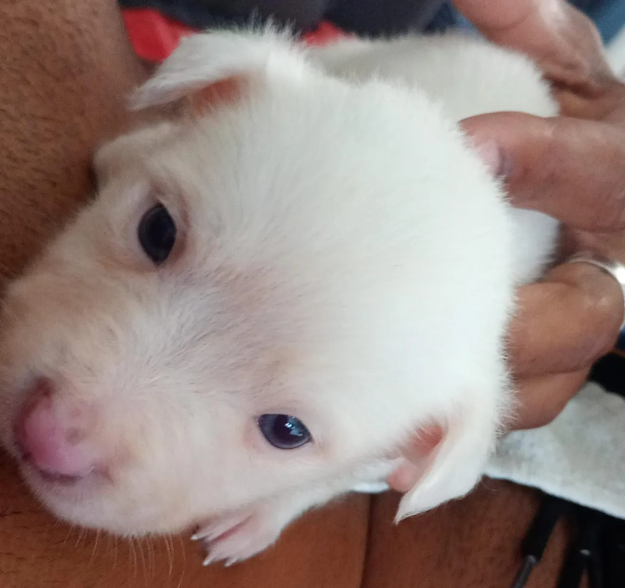 Filhote de cachorro pitbull