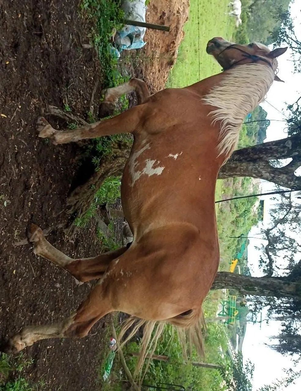 Cavalos crioulo, trote grande novo 6 anos  - Foto 2