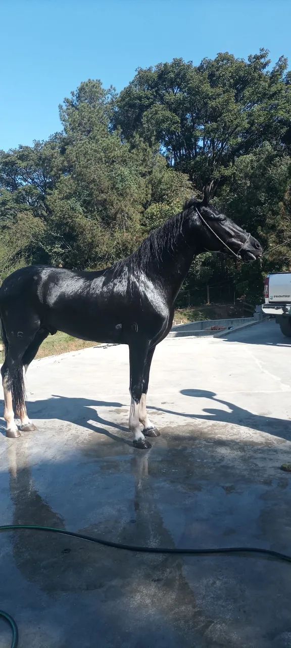 Garanhão Pampa de preto  - Foto 4