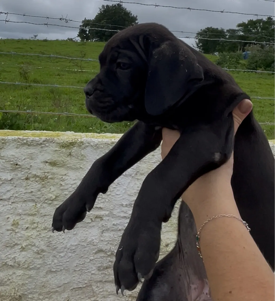 CANE CORSO ITALIANO - FILHOTES