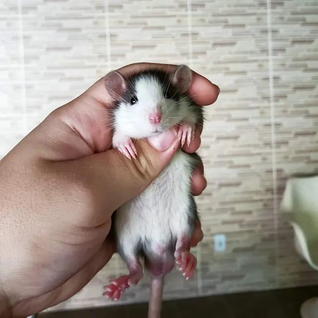 rato twister/dumbo - Foto 6