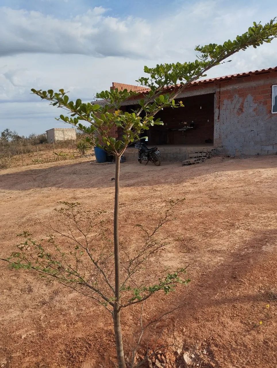 Chácara de mil metros joia do cerrado  - Foto 4
