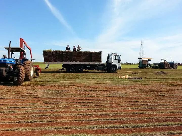 Grama esmeralda 6m2 mais frete mínimo pra entrega 100 mts Direto de Itapetininga  - Foto 2