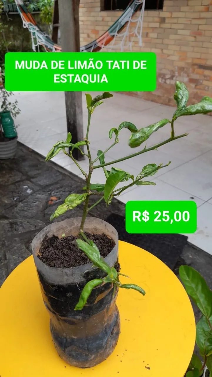 Muda de Limão Tati de Estaquia - R$ 25,00