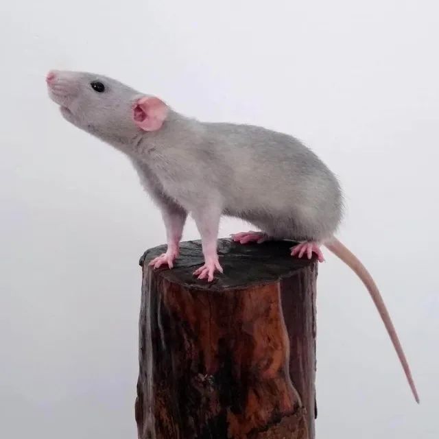 rato twister/dumbo - Foto 5