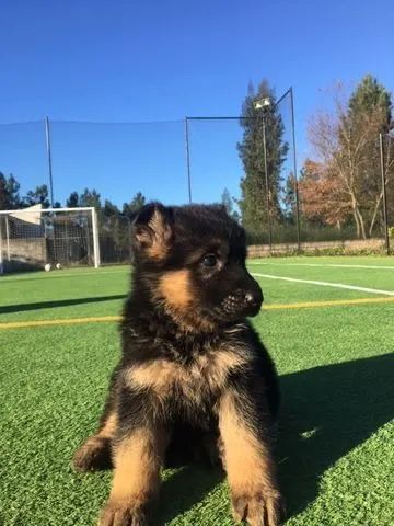 Pastor Alemão Linhagens campeã, e pais importados 