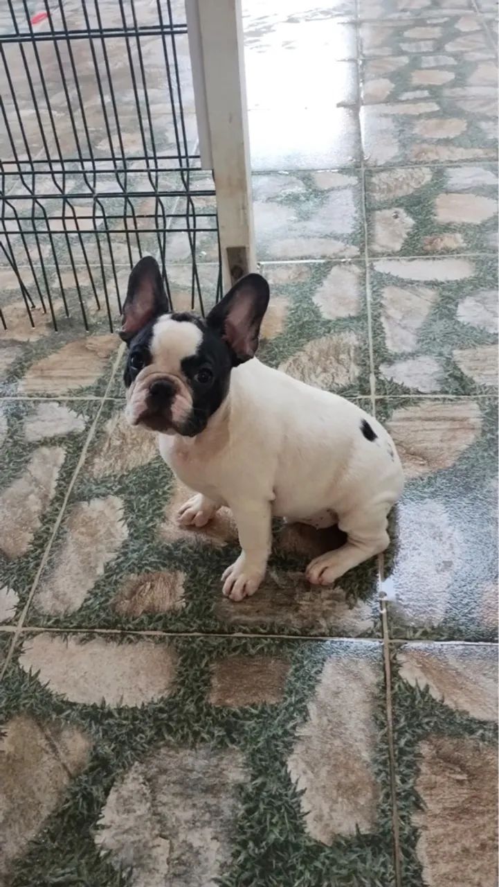 Filhote de Bulldog Francês