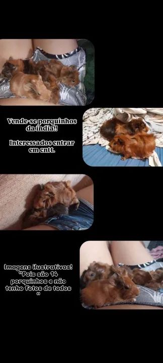 Porquinhos da Índia à venda