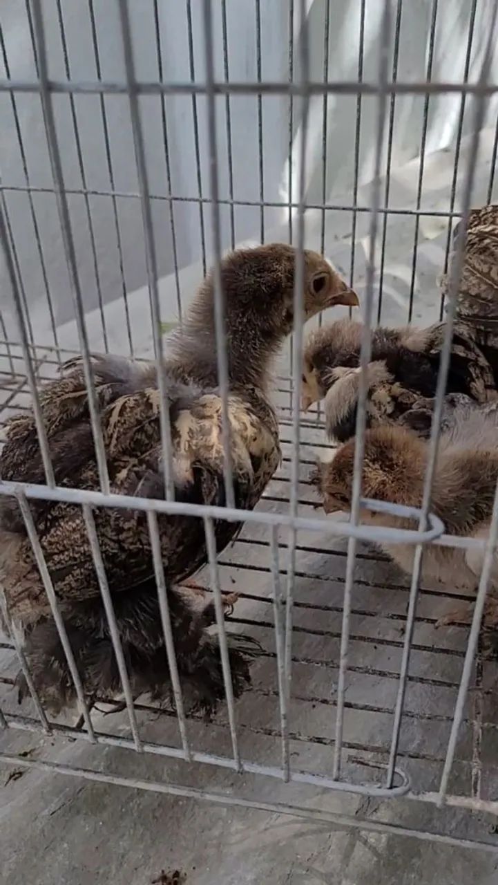 Pintos Brahmas - Foto 4