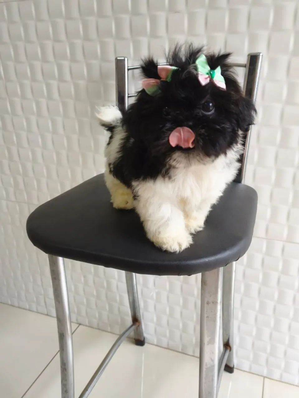 Shih Tzu europeu  - Foto 3