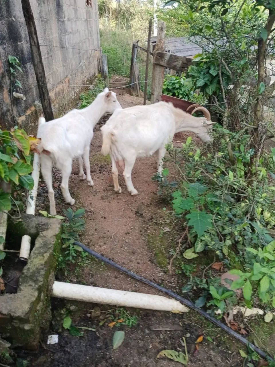 Vende 2 Cabra saanen Com Cria  as duas por 2300 reais