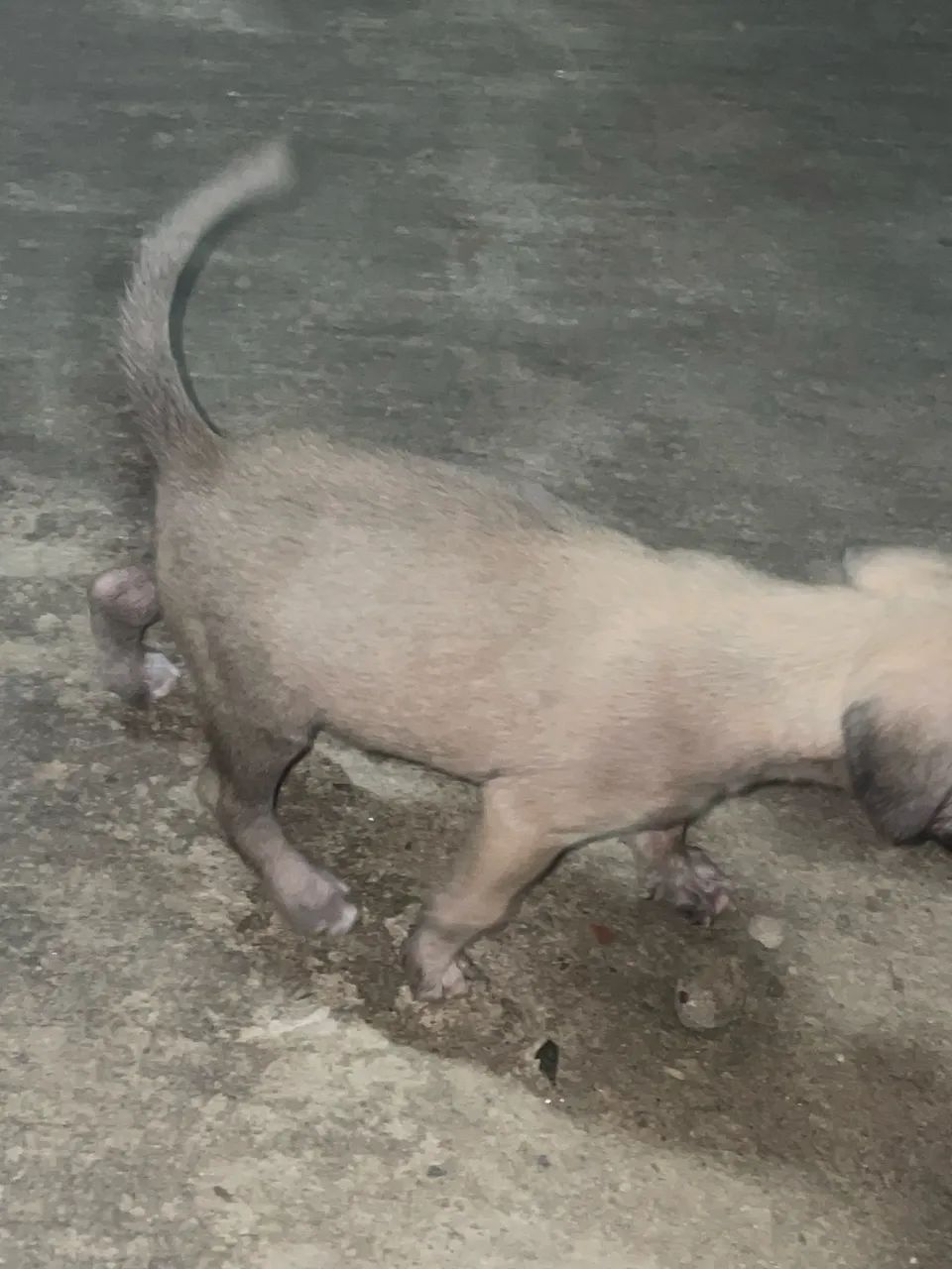 adoção filhotes ? - Foto 2