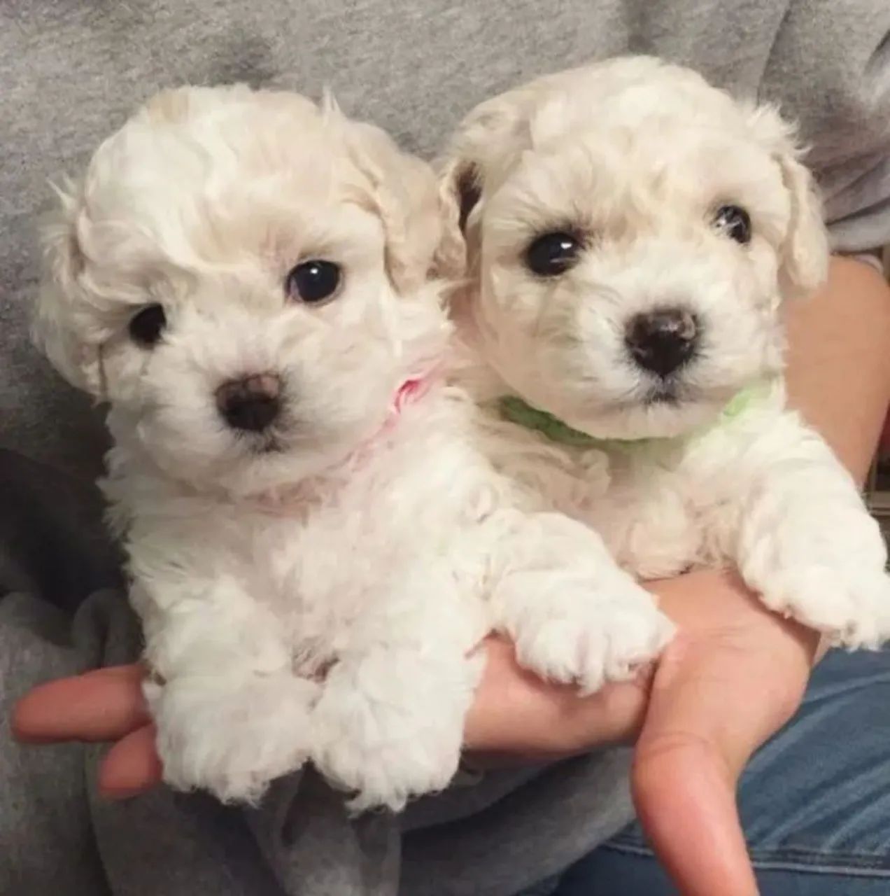 Casal de poodle - Foto 2