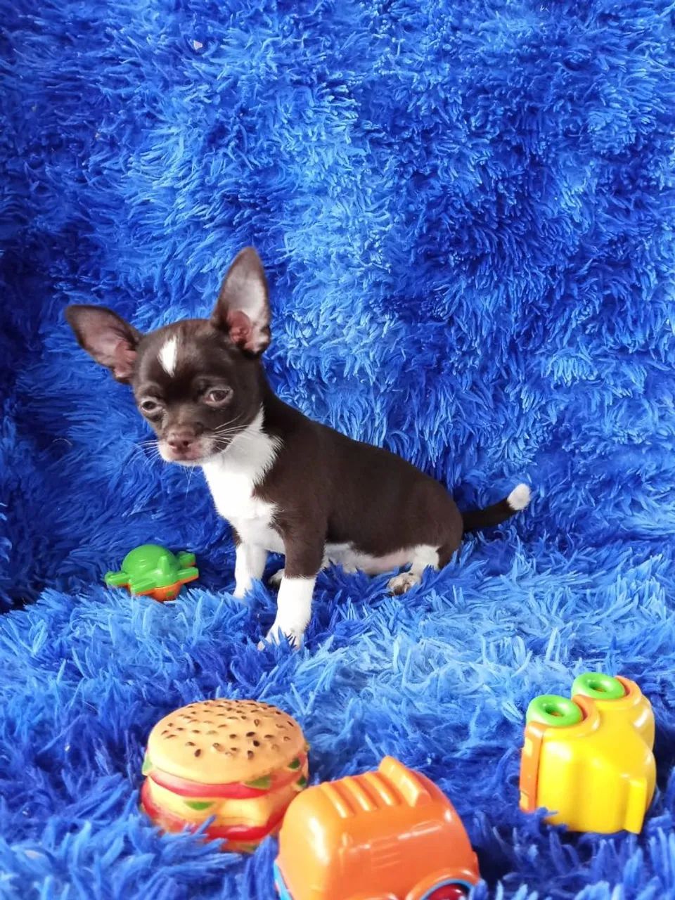 Chihuahua  - Foto 5